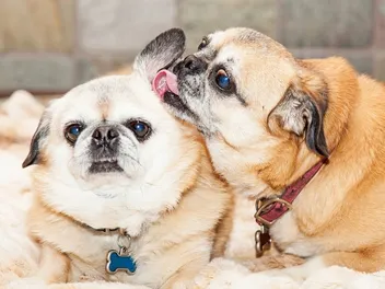 Why Dogs Lick Each Other’s Ears? 6 Vet-Verified Reasons