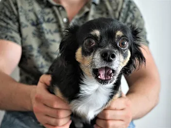 Why Is My Dog Agitated? 5 Vet-Verified Causes