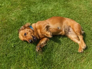Miniature Cocker Spaniel: Info, Pictures, Temperament & More