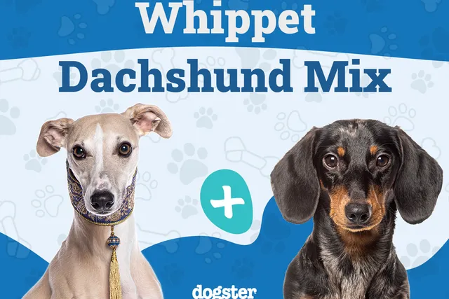 Whiphund (Whippet Dachshund Mix): Info, Pictures, Care & Traits