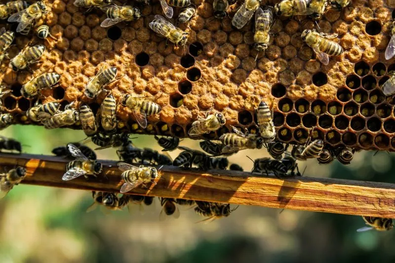 bees on their beehive