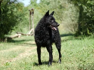 Croatian Sheepdog Breed: Info, Pictures, Care & More