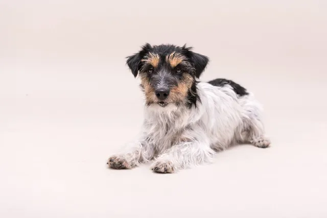 Jack Russell Terrier German Shepherd Mix: Info, Pictures, Care Guide & More