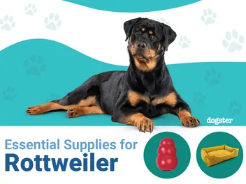 13 Essential Rottweiler Supplies: 2026 Vet-Reviewed Guide