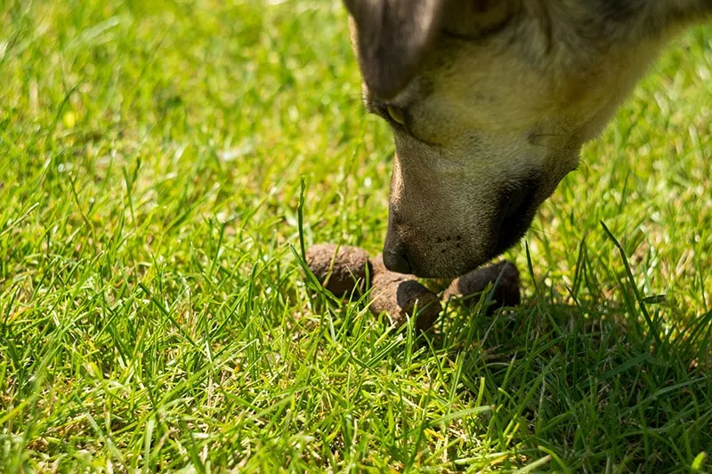 dog smelling a poop on the grass