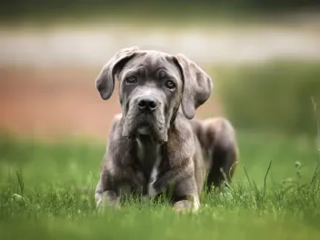 Blue Brindle Cane Corso: Info, Pictures, Origin & History