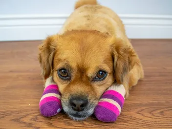 Can I Put Socks on My Dog to Stop Scratching? Vet Approved Facts & Tips