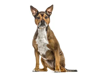French Bullweiler (Rottweiler French Bulldog Mix): Info, Pictures & Care Guide
