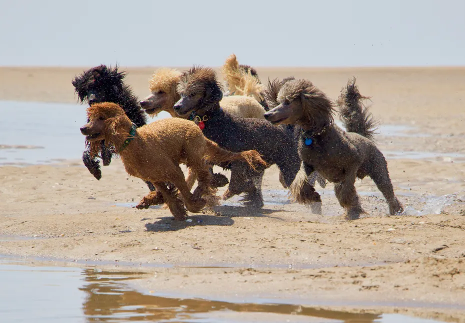 A pack of Poodles running in the beach