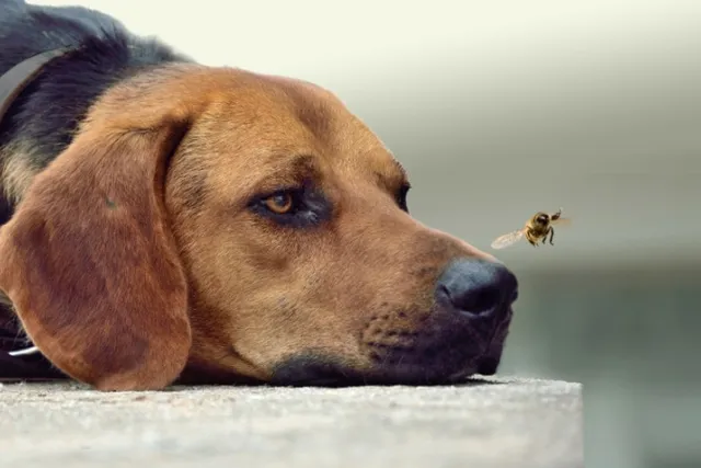 How Powerful Is a Dog's Nose?  Vet-Verified Facts (With Infographic)