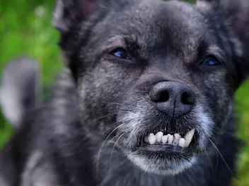 Malocclusion or Teeth Misalignment in Dogs: Vet-Explained Signs, Causes & Treatment