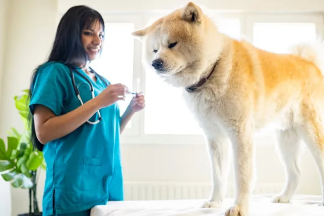 Pre-Breeding Tests for Dogs: Important Wellness & Health Checks