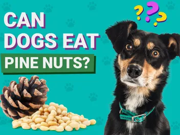 Can Dogs Eat Pine Nuts? Vet-Verified Nutrition Facts & Considerations