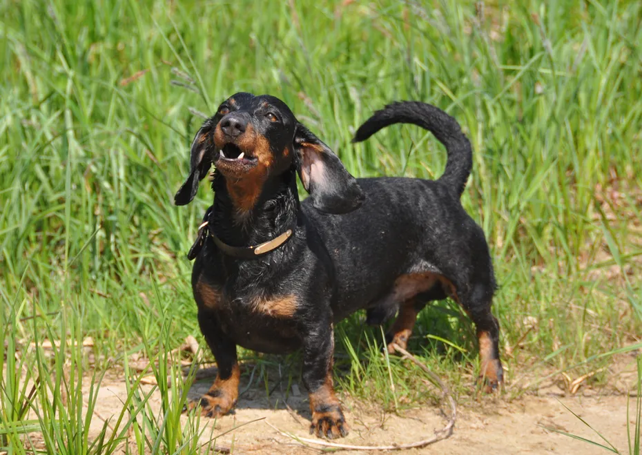 Dachshund stands on a green background on the grass growling