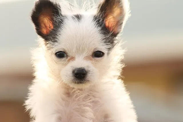 Chi Chon (Chihuahua & Bichon Frise Mix): Info, Pictures, Care & More