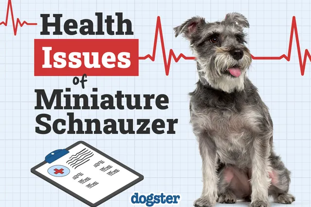7 Common Miniature Schnauzer Health Problems: Vet-Verified Causes, Signs & Treatment