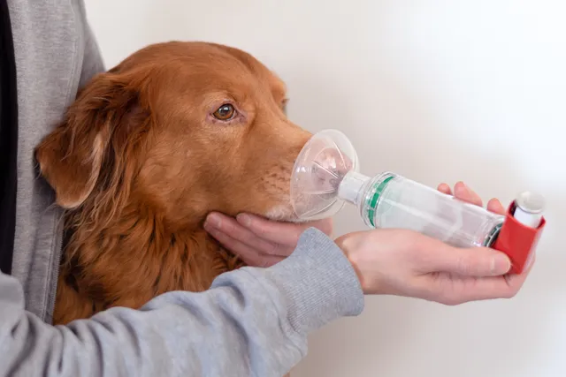 Can Dogs Have Asthma? Vet-Verified Signs, Diagnosis & Treatment