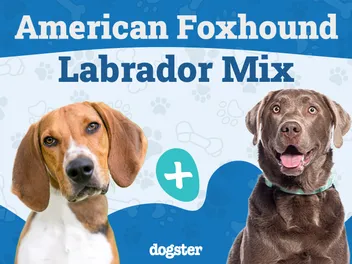 American Foxhound Lab Mix: Info, Pictures, Care, & Facts