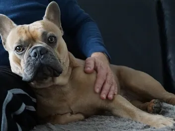 How to Keep Your Dog Calm When Guests Arrive (10 Vet-Approved Tips)