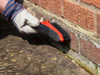 How to Get Dog Pee Smell Out of Brick: 3 Easy Steps