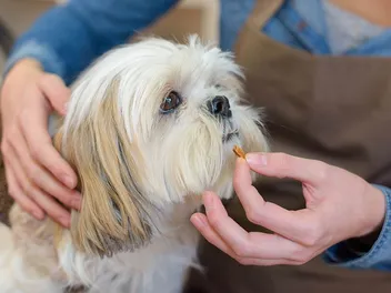 6 Benefits of Eye Supplements for Dogs: Our Vet Explains