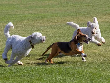 How to Stop an Off-Leash Dog From Attacking Your Dog: 8 Vet-Verified Ways