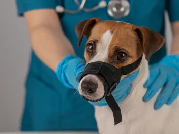 Why Do Some Dogs Need to Be Muzzled at the Vet? Vet-Verified Reasons & Guide