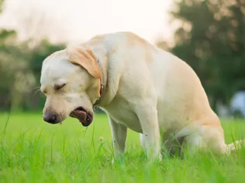 Why Is My Dog Gagging? Vet-Approved Reasons, Tips, & FAQ