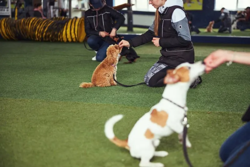 Three female trainers giving their puppies treats Training