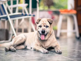 Skin Tags on Dogs (Plus Lipomas & Other Lumps): Our Vet Explains