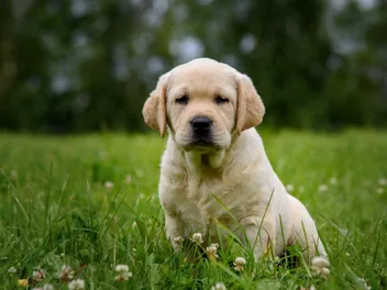 Labrador Retriever Puppies for Sale in Colorado: 2026 Breeders List