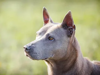 4 Thai Ridgeback Dog Colors & Markings (With Pictures)