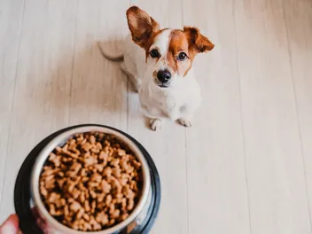 How to Use Dog Food Toppers: Vet-Verified Facts & Types Explained