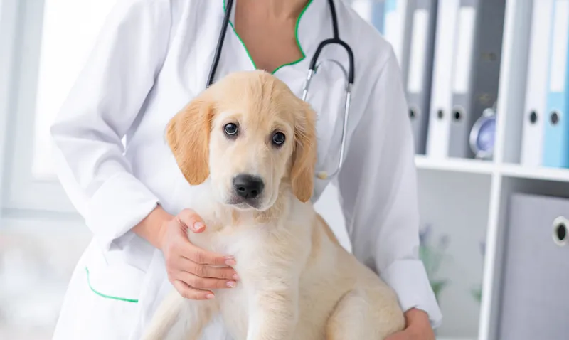 Cute calm puppy in the vet office