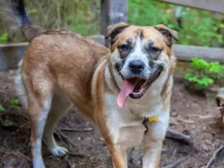 Saint Berhusky (St Bernard Husky Mix): Info, Pictures & Care Guide