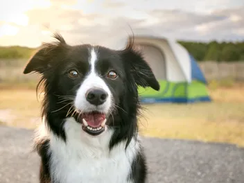 Camping With Dogs: Helpful Tips & What Gear to Bring