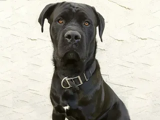 Cane Corso Presa Canario Mix: Info, Pictures, Care & More
