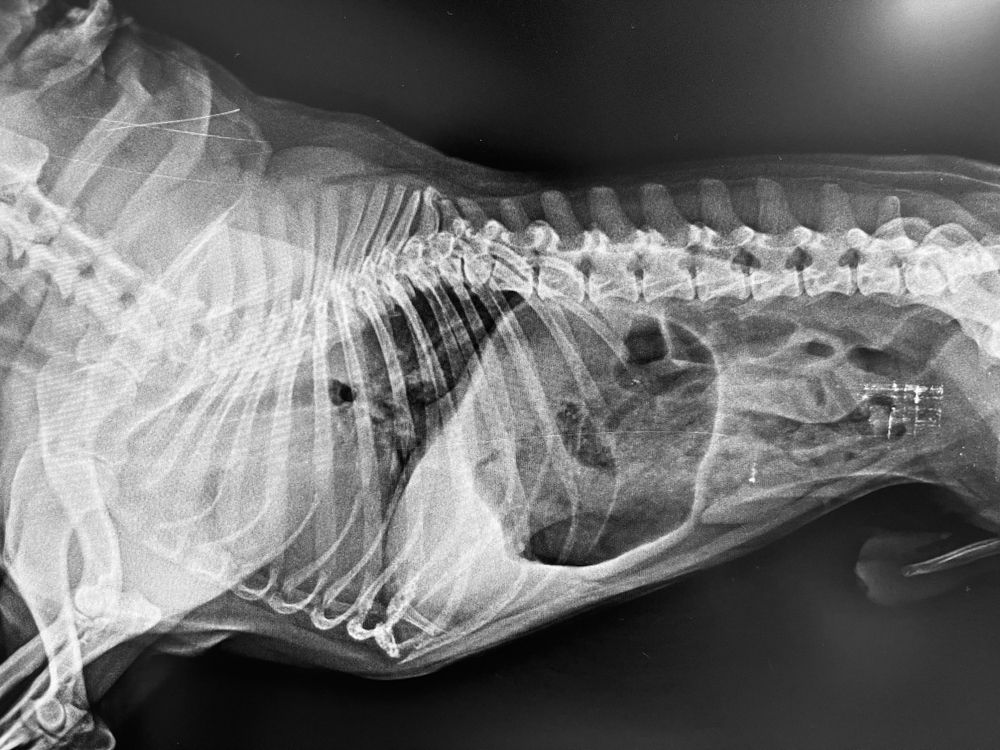 Xray of French Bulldog abdomen showing signs of gastritis
