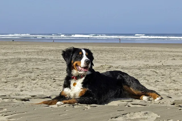 Top 8 Dog-Friendly Beaches in Nevada You Can Visit in 2026