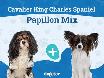 Cavalon Dog Breed: Info, Pictures, Care & More