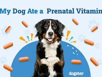 My Dog Ate a Prenatal Vitamin! Vet-Verified Risks, Signs & Treatment