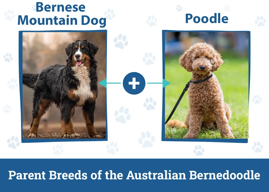 Parent Breeds of the Australian Bernedoodle