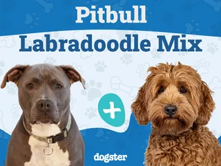 Pitbull Labradoodle Mixed Dog Breed: Info, Pictures, Care & More