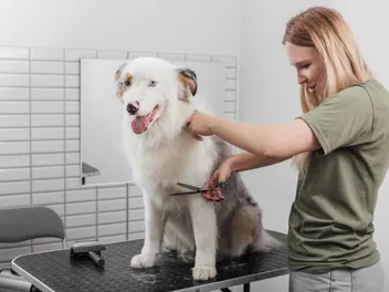 4 Awesome Australian Shepherd Haircuts (With Pictures)