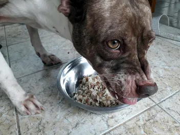 Food Aggression in Dogs: Vet-Verified Signs, Causes & Care