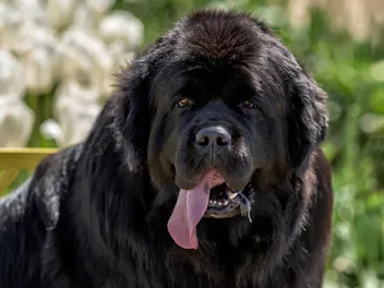 Do Newfoundland Dogs Drool a Lot? Vet-Verified Facts and Tips