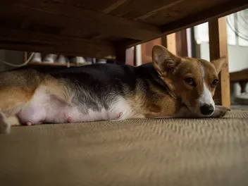 How Long Is a Corgi Pregnant? Vet Approved Facts & Care Guide