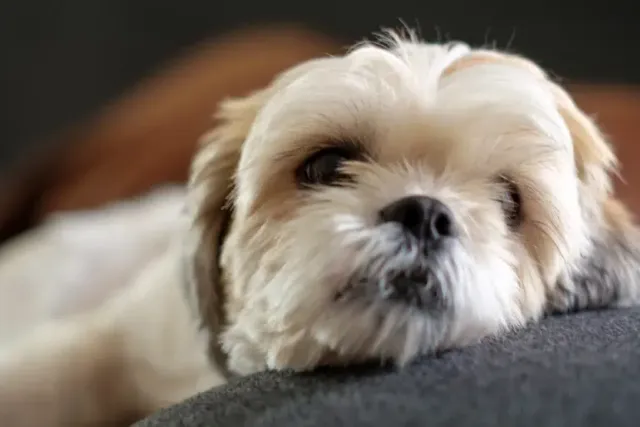 How Long Will My Shih Tzu Be Pregnant? Vet Reviewed Facts & FAQ