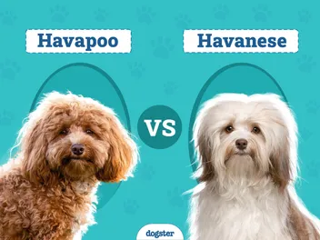 Havapoo vs Havanese: Which One Is Right for Me? (With Pictures)
