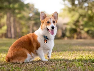 9 Off-Leash Dog Parks in Temecula, CA You Can Visit in 2026